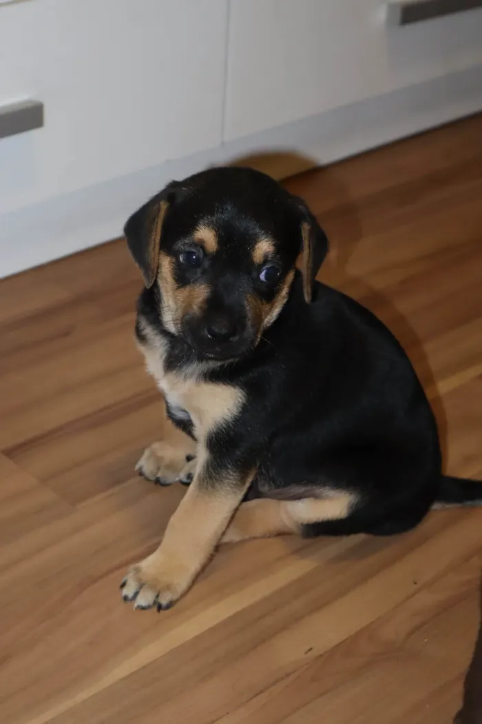 Cachorro ra a SRD-ViraLata idade Abaixo de 2 meses nome Aron 