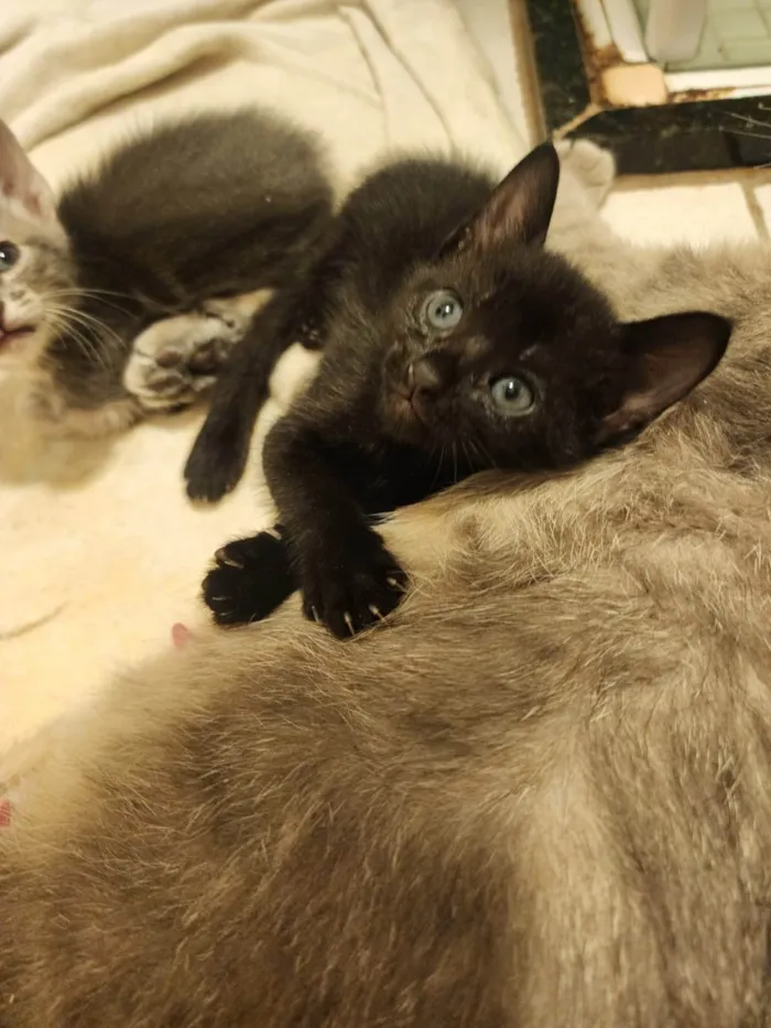 Gato ra a SRD-ViraLata idade Abaixo de 2 meses nome Agatha, Natasha e Vandinha