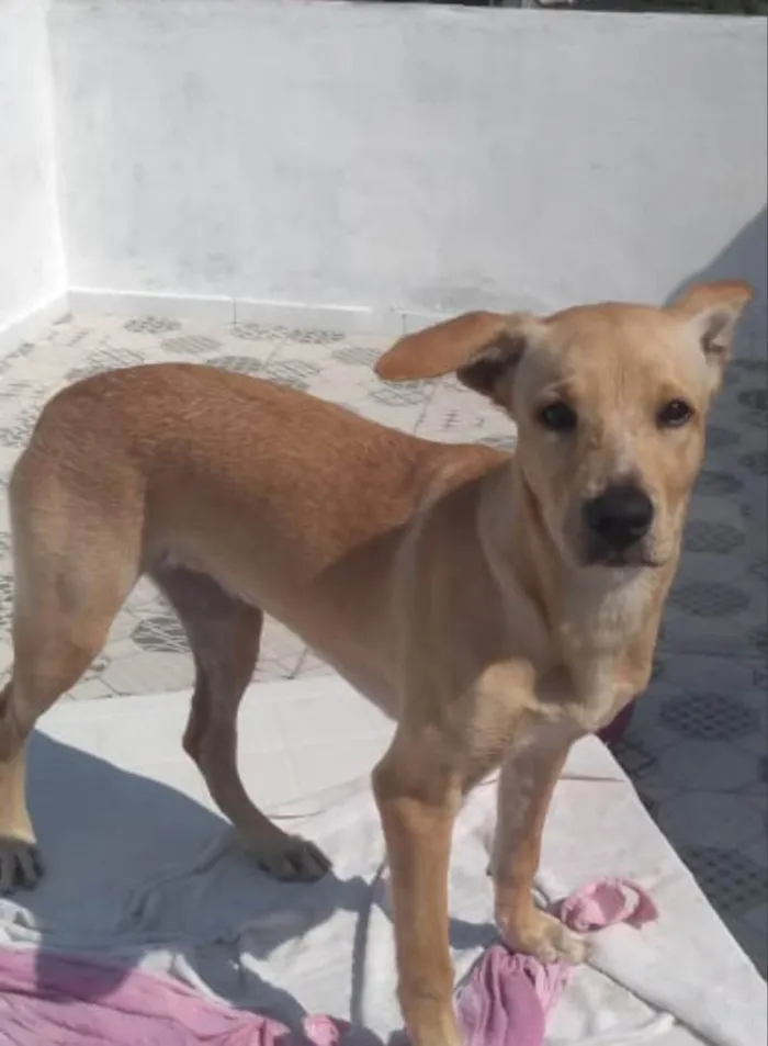 Cachorro ra a SRD-ViraLata idade 2 anos nome Jade