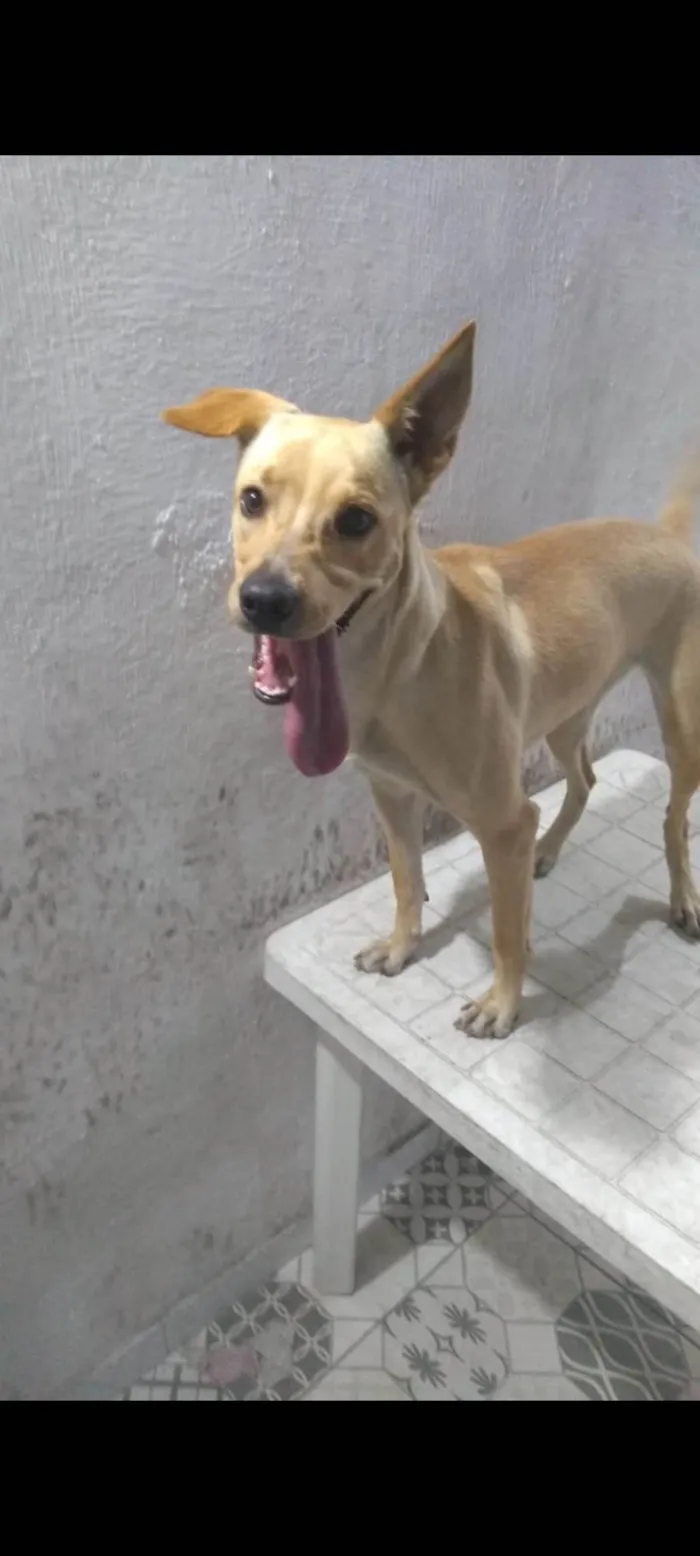 Cachorro ra a SRD-ViraLata idade 2 anos nome Jade