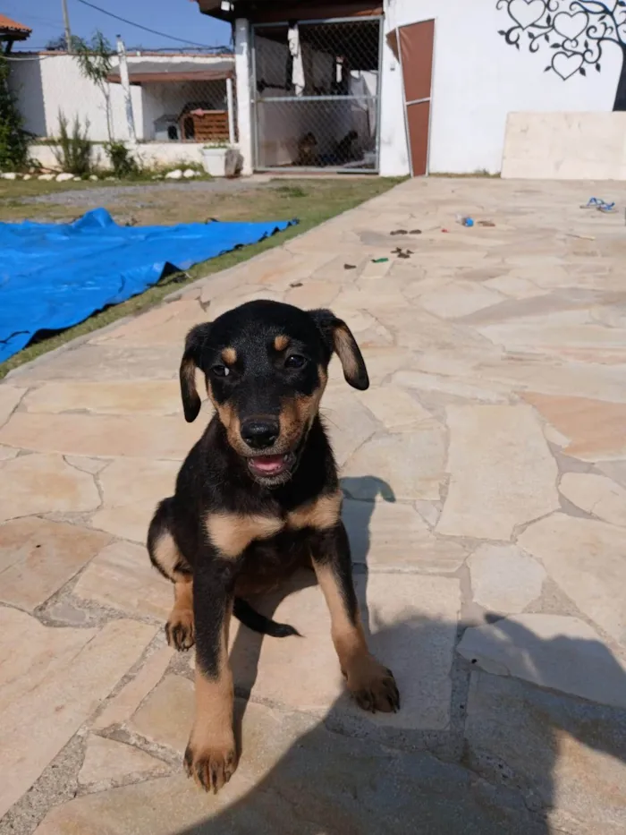 Cachorro ra a SRD-ViraLata idade 2 a 6 meses nome Zarah