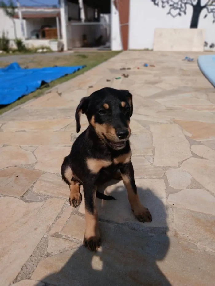 Cachorro ra a SRD-ViraLata idade 2 a 6 meses nome Zarah