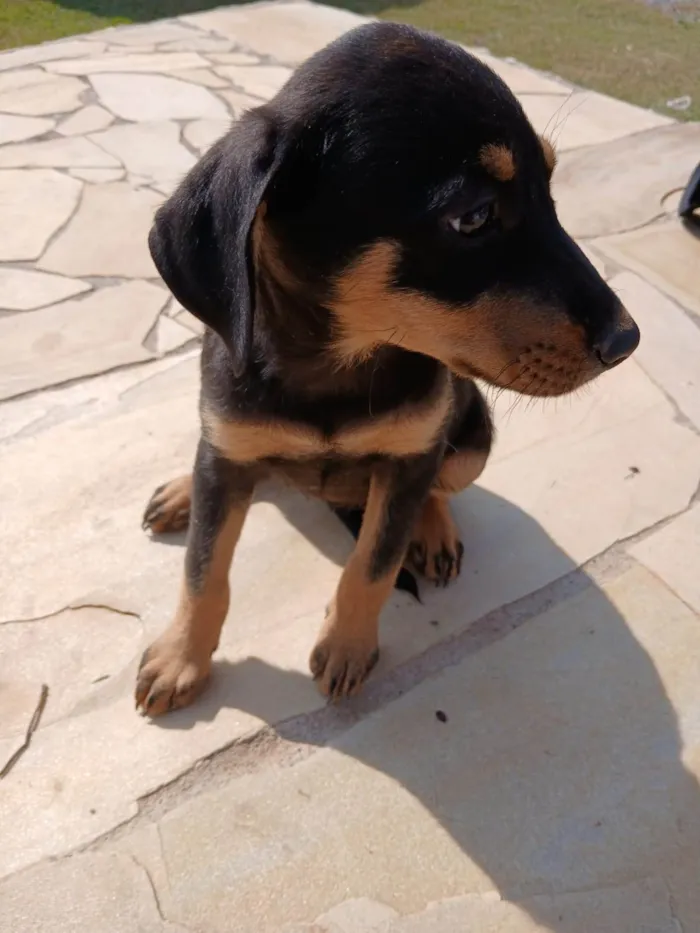 Cachorro ra a SRD-ViraLata idade 2 a 6 meses nome Zarah