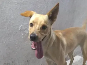 Cachorro raça SRD-ViraLata idade 2 anos nome Jade