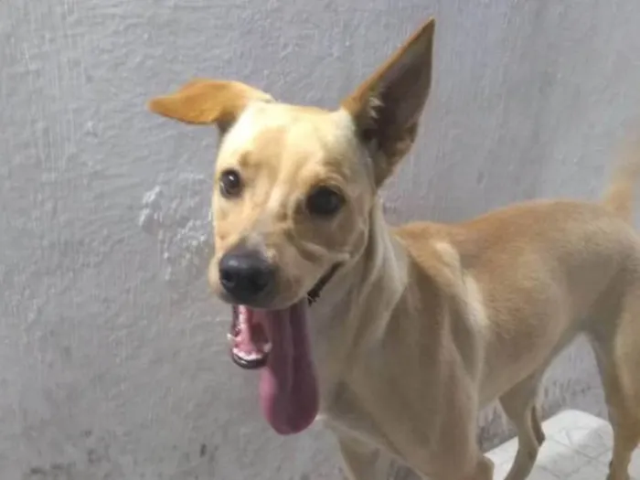 Cachorro ra a SRD-ViraLata idade 2 anos nome Jade