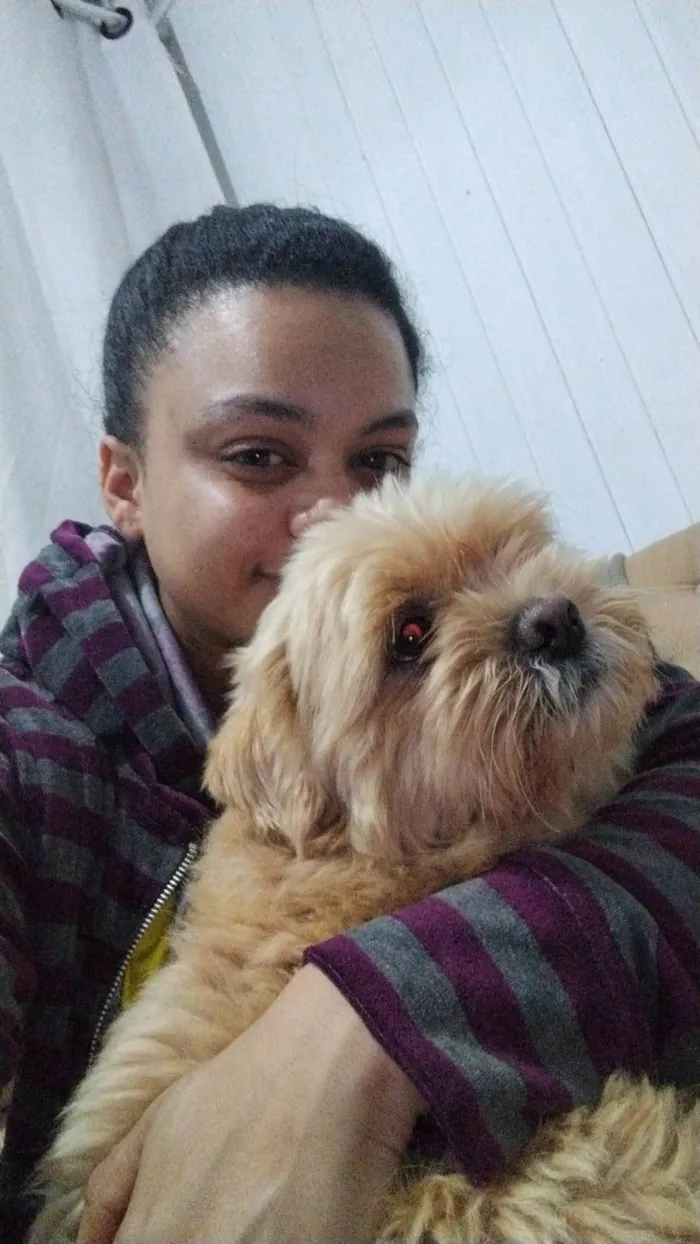 Cachorro ra a Shitzu idade 2 anos nome Tunico