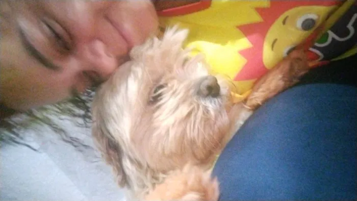 Cachorro ra a Shitzu idade 2 anos nome Tunico