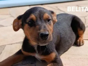 Cachorro raça SRD-ViraLata idade Abaixo de 2 meses nome Belita