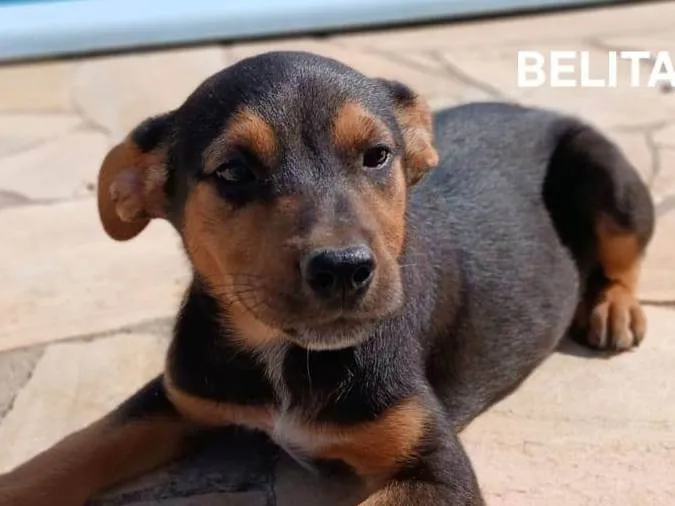 Cachorro ra a SRD-ViraLata idade Abaixo de 2 meses nome Belita