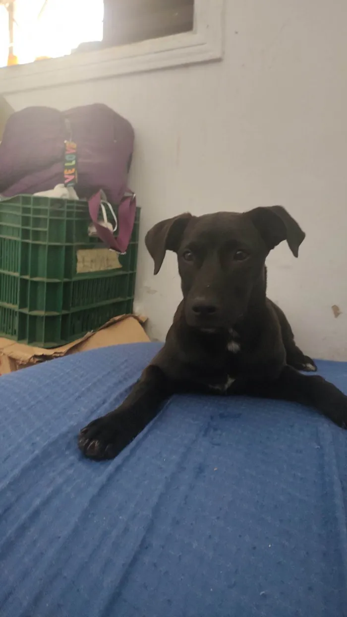 Cachorro ra a SRD-ViraLata idade 2 a 6 meses nome Thor 