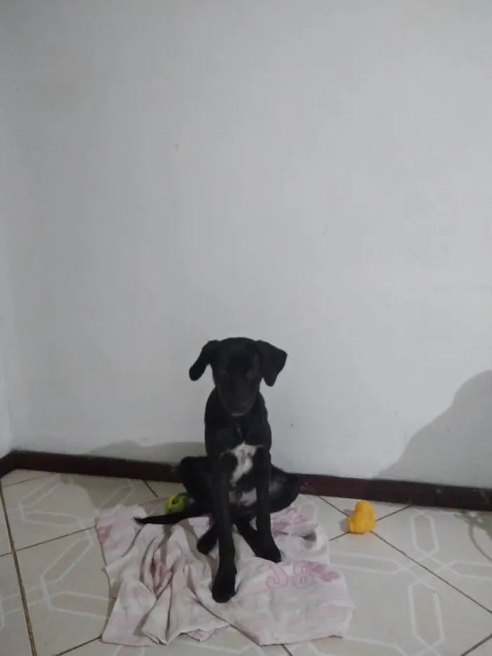 Cachorro ra a SRD-ViraLata idade 2 a 6 meses nome Lucas