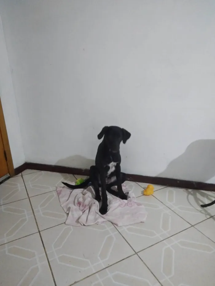 Cachorro ra a SRD-ViraLata idade 2 a 6 meses nome Lucas