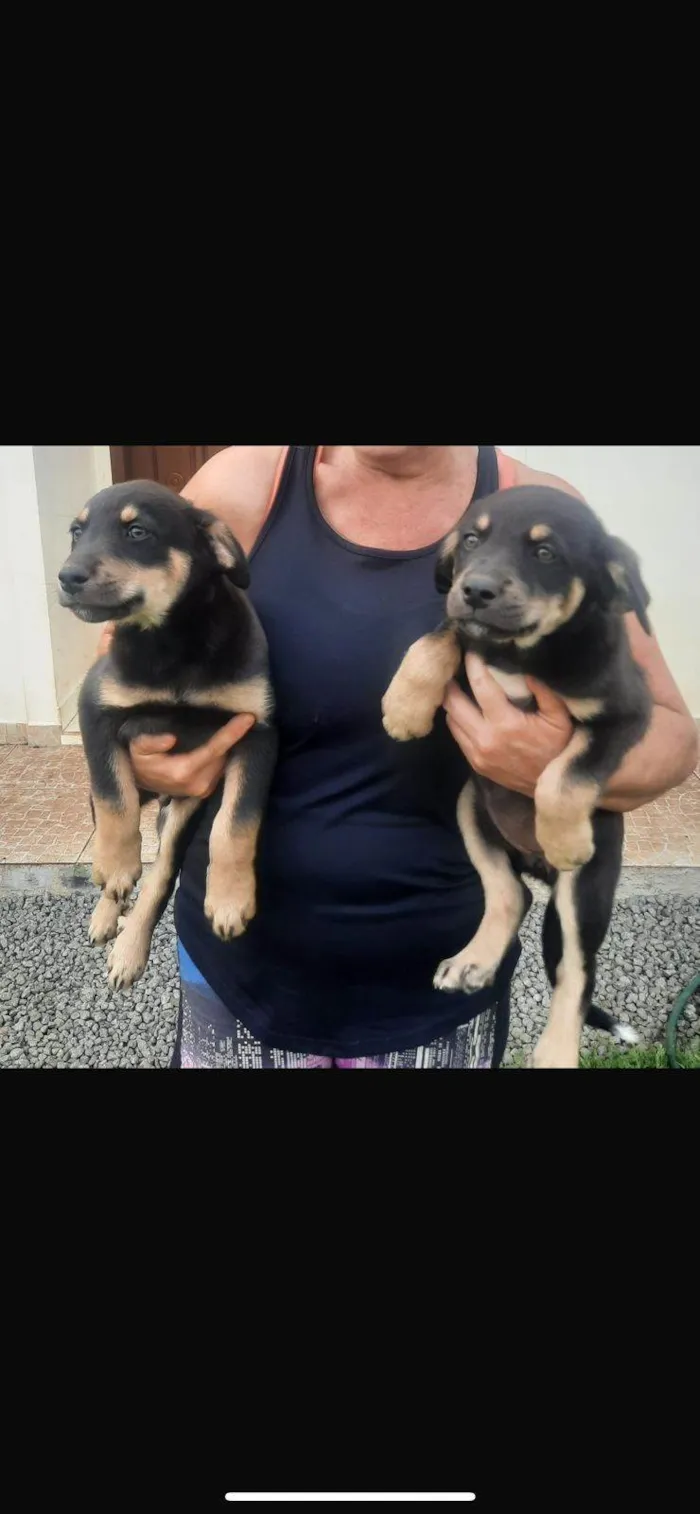 Cachorro ra a SRD-ViraLata idade 2 a 6 meses nome Menina preta com marrom 