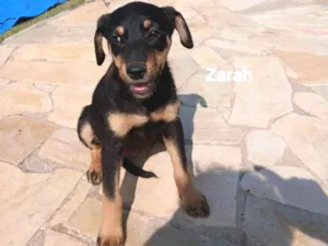 Cachorro raça SRD-ViraLata idade 2 a 6 meses nome Zarah