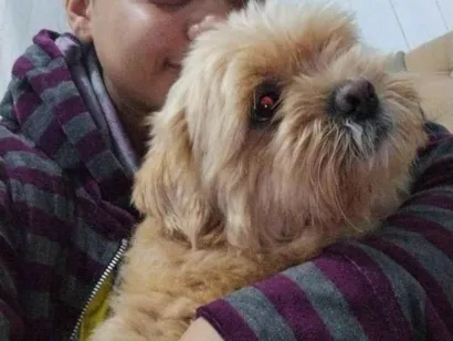 Cachorro raça Shitzu idade 2 anos nome Tunico