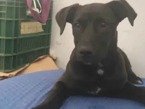 Cachorro raça SRD-ViraLata idade 2 a 6 meses nome Thor 