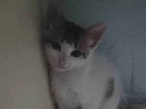 Gato raça SRD-ViraLata idade 2 a 6 meses nome Não tem