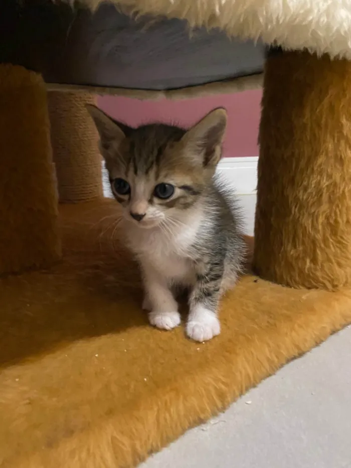 Gato ra a SRD-ViraLata idade Abaixo de 2 meses nome Marcinho 