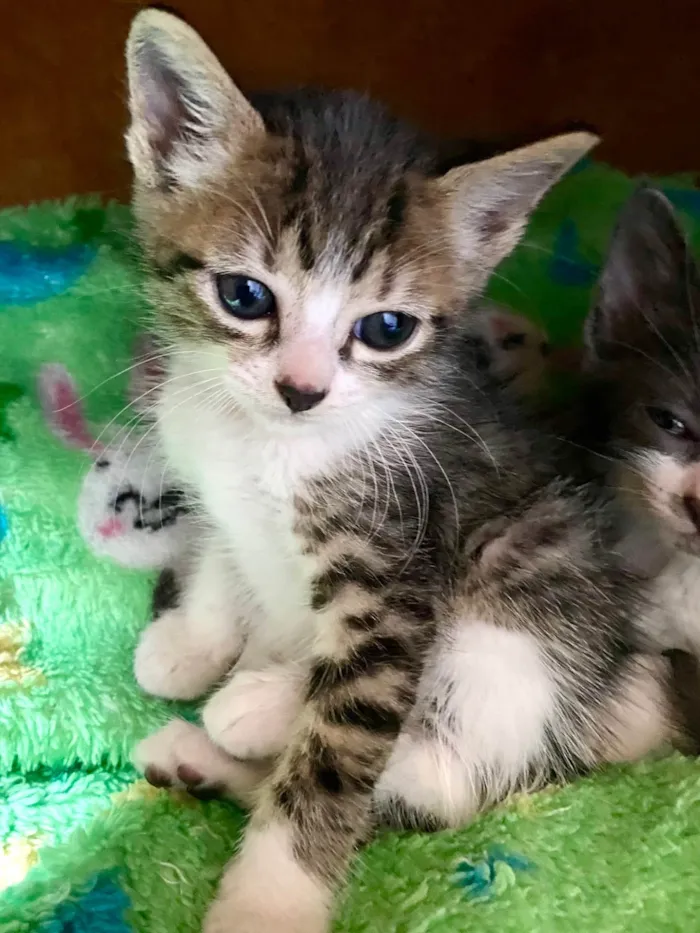 Gato ra a SRD-ViraLata idade Abaixo de 2 meses nome Marcinho 