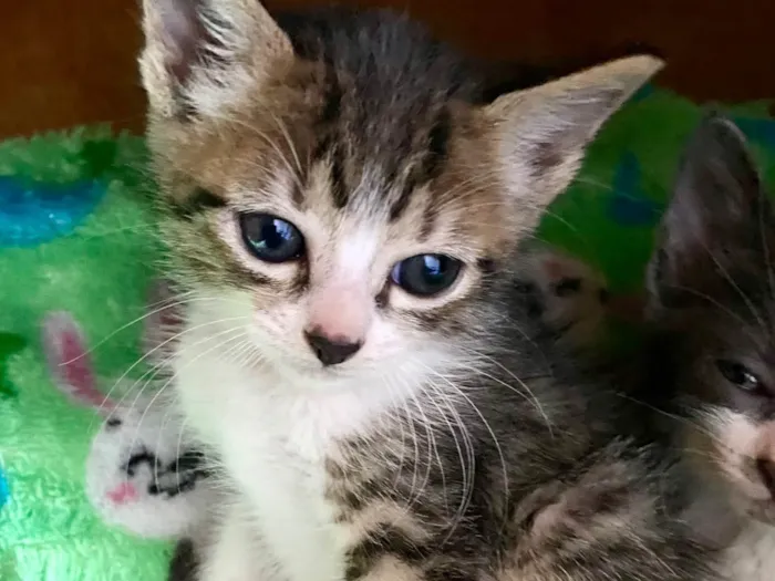 Gato ra a SRD-ViraLata idade Abaixo de 2 meses nome Marcinho 