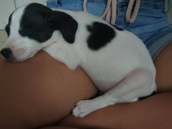 Cachorro ra a SRD-ViraLata idade Abaixo de 2 meses nome Chinelin