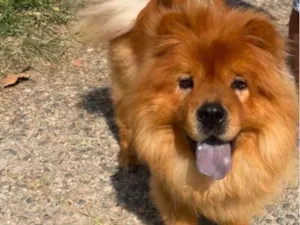 Cachorro raça Chow Chow idade 3 anos nome Romeu 