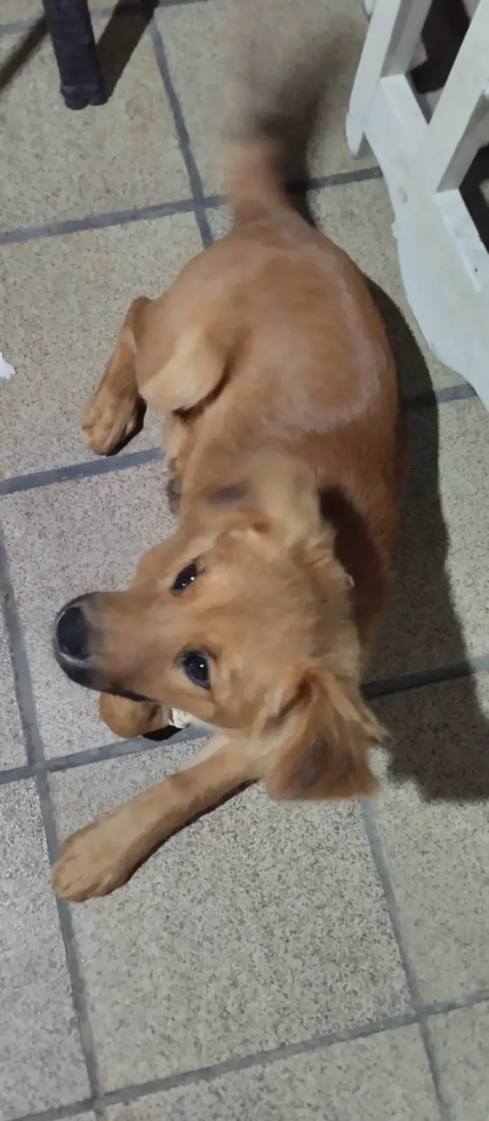 Cachorro ra a SRD-ViraLata idade 2 a 6 meses nome Teddy