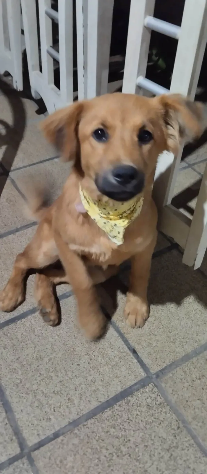 Cachorro ra a SRD-ViraLata idade 2 a 6 meses nome Teddy