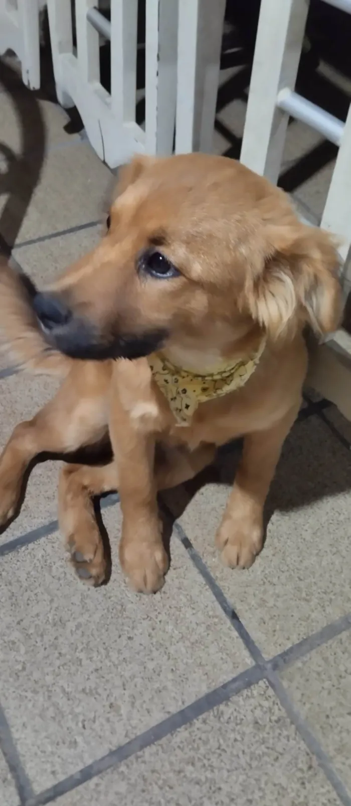 Cachorro ra a SRD-ViraLata idade 2 a 6 meses nome Teddy