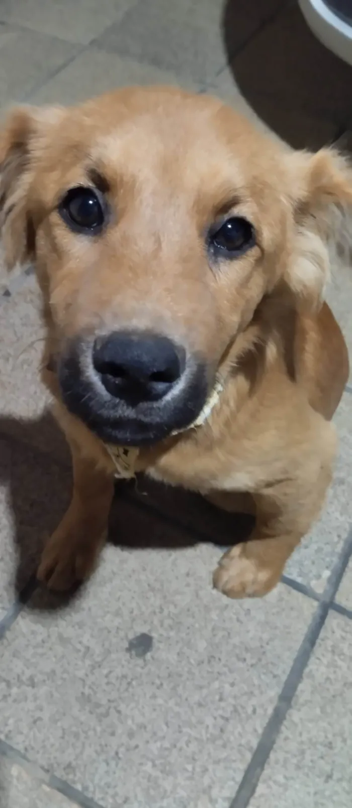 Cachorro ra a SRD-ViraLata idade 2 a 6 meses nome Teddy