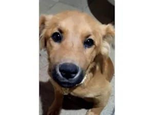 Cachorro raça SRD-ViraLata idade 2 a 6 meses nome Teddy