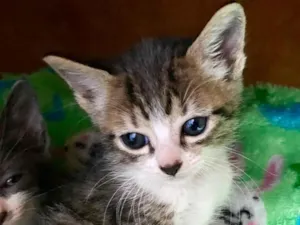 Gato raça SRD-ViraLata idade Abaixo de 2 meses nome Marcinho 