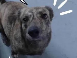 Cachorro raça SRD-ViraLata idade 2 anos nome Bangela 