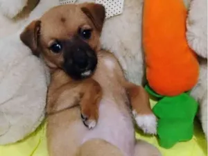 Cachorro raça SRD-ViraLata idade Abaixo de 2 meses nome Caramelinha