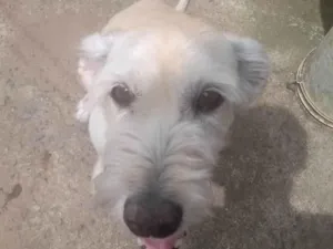 Cachorro raça SRD-ViraLata idade 5 anos nome Nessa