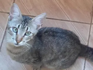 Gato raça SRD-ViraLata idade 7 a 11 meses nome Tom