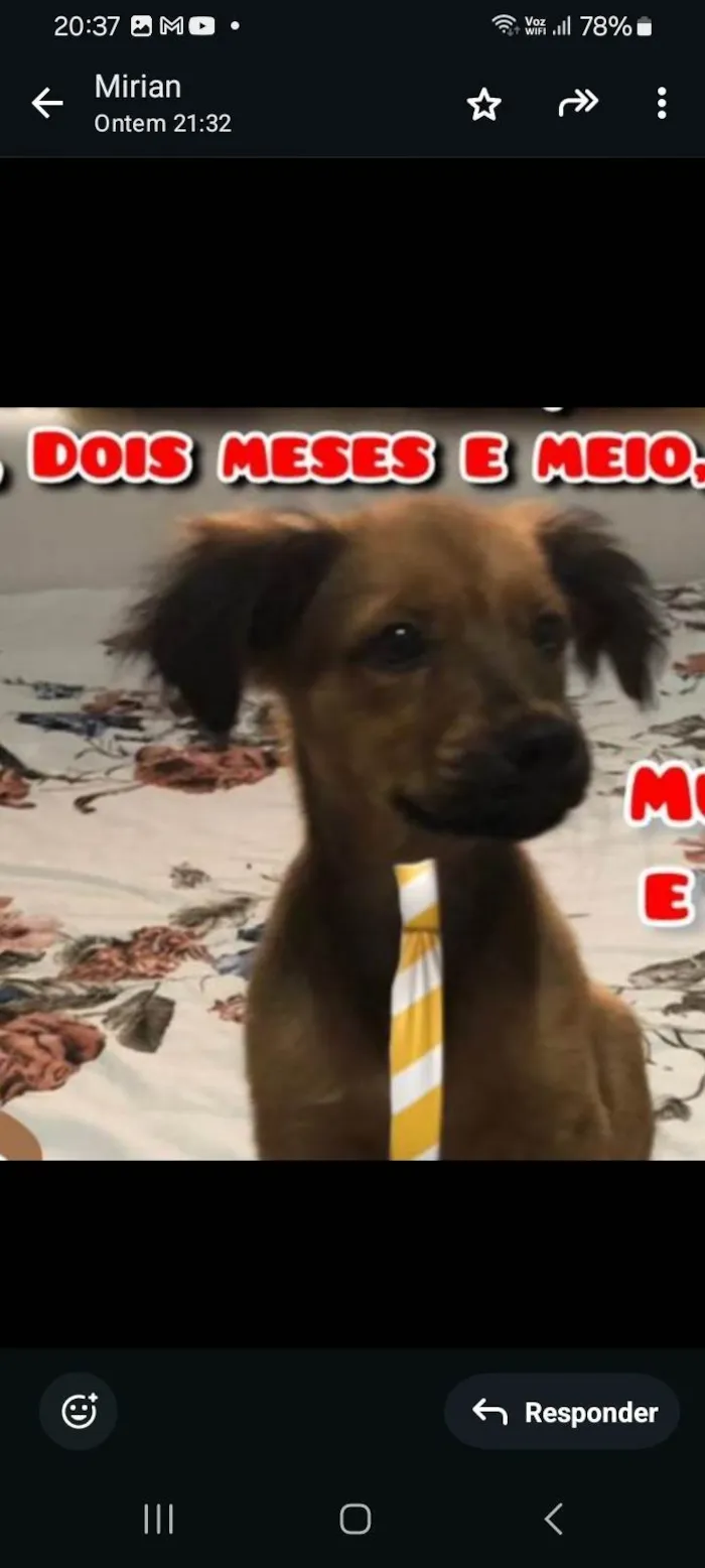 Cachorro ra a SRD-ViraLata idade 2 a 6 meses nome Brede