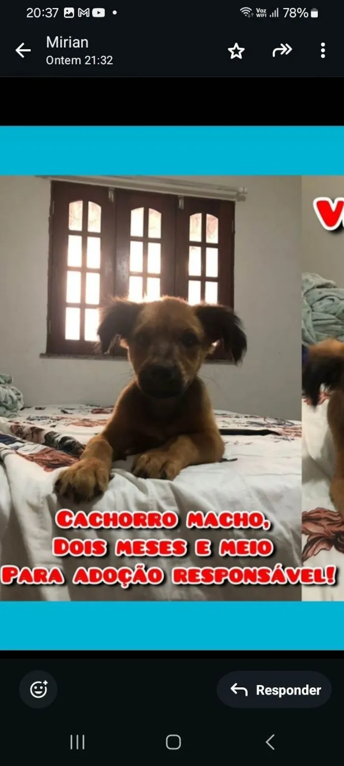 Cachorro ra a SRD-ViraLata idade 2 a 6 meses nome Brede