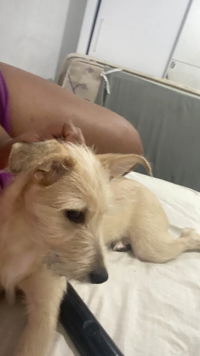 Cachorro ra a SRD-ViraLata idade 2 a 6 meses nome Pérola 