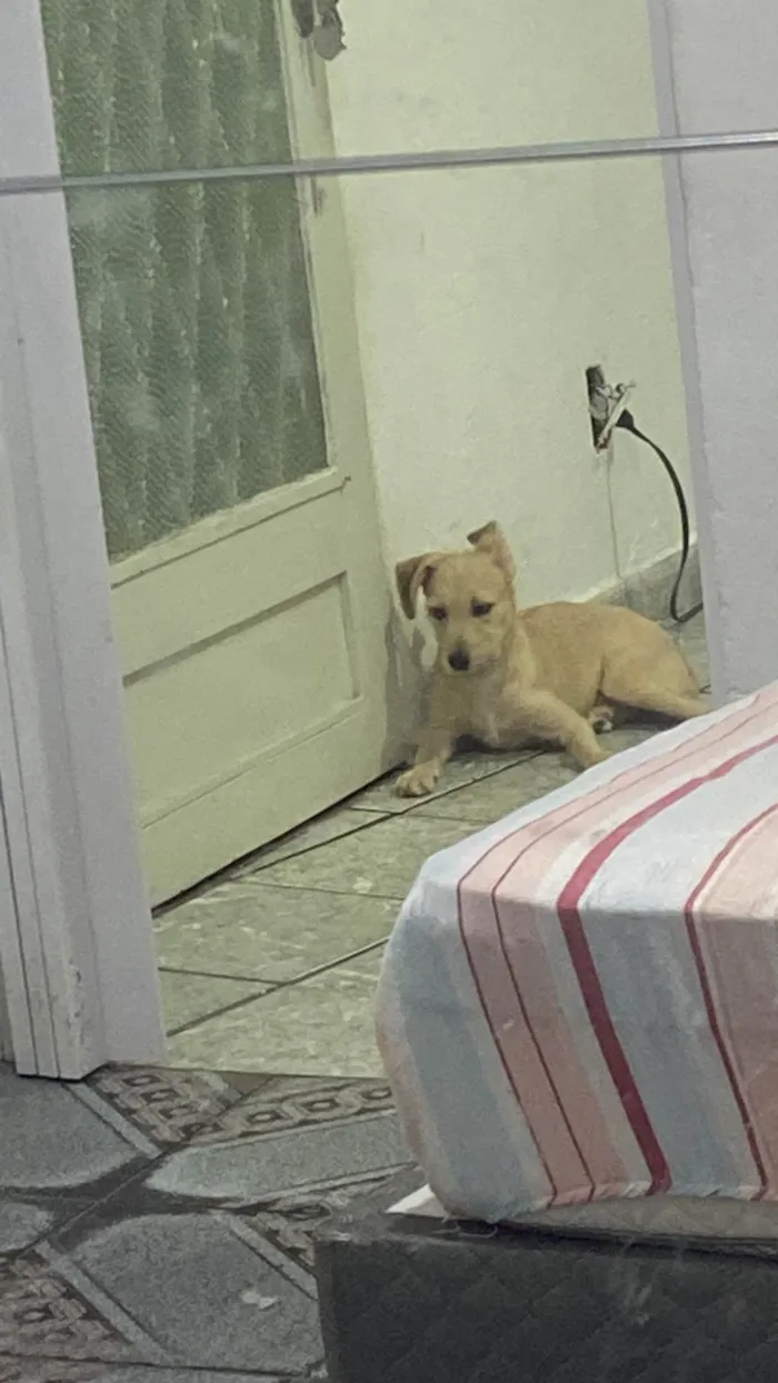 Cachorro ra a SRD-ViraLata idade 2 a 6 meses nome Pérola 