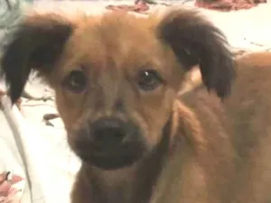 Cachorro raça SRD-ViraLata idade 2 a 6 meses nome Brede