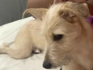 Cachorro raça SRD-ViraLata idade 2 a 6 meses nome Pérola 