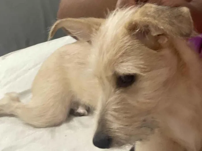 Cachorro ra a SRD-ViraLata idade 2 a 6 meses nome Pérola 