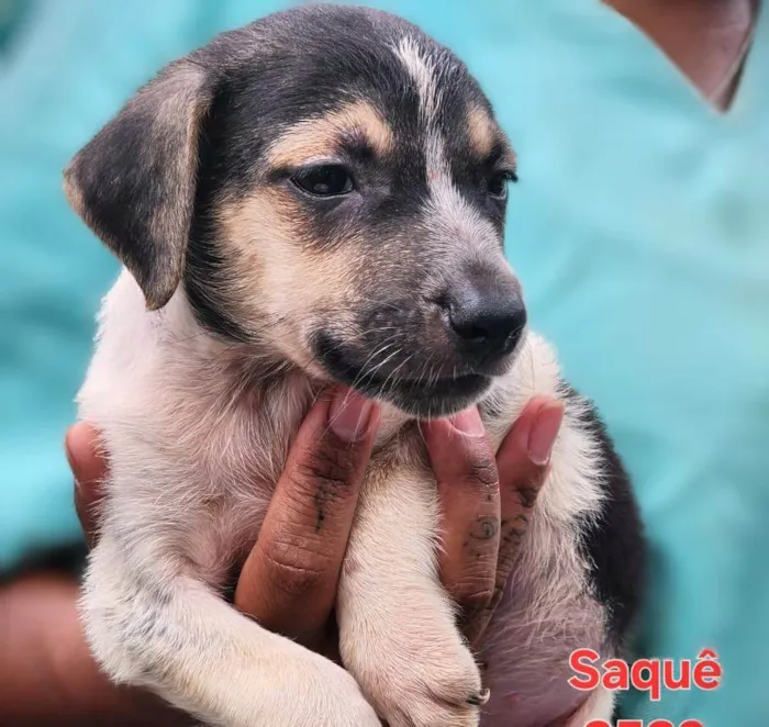 Cachorro ra a SRD-ViraLata idade 2 a 6 meses nome Saquê 