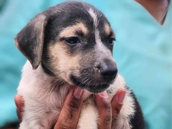 Cachorro ra a SRD-ViraLata idade 2 a 6 meses nome Saquê 