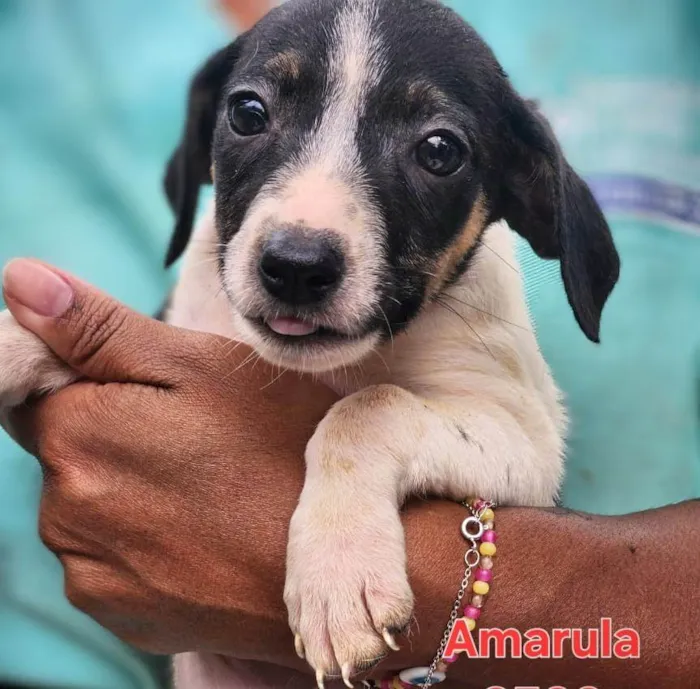 Cachorro ra a SRD-ViraLata idade 2 a 6 meses nome Amarula 