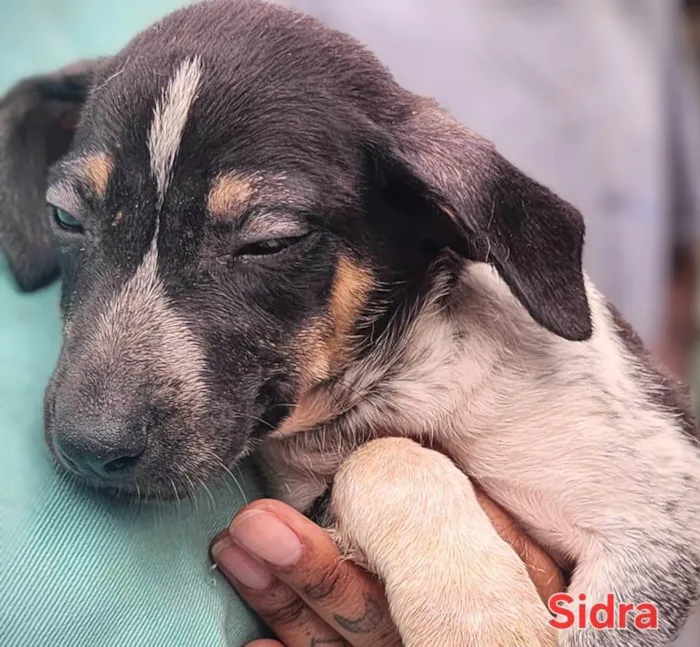 Cachorro ra a SRD-ViraLata idade 2 a 6 meses nome Amarula 