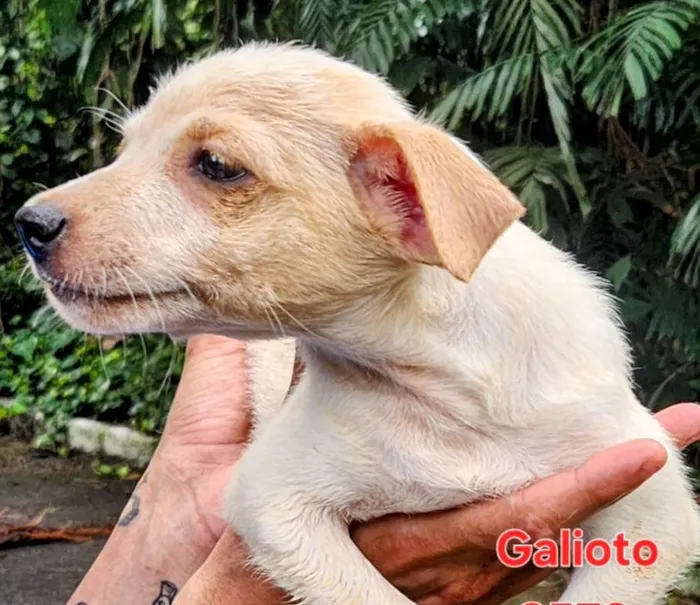 Cachorro ra a SRD-ViraLata idade 2 a 6 meses nome Amarula 