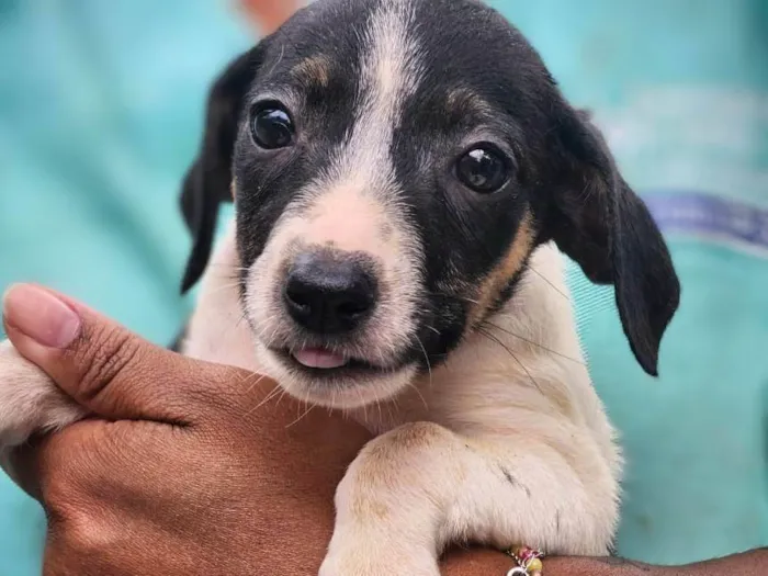 Cachorro ra a SRD-ViraLata idade 2 a 6 meses nome Amarula 