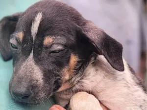 Cachorro raça SRD-ViraLata idade 2 a 6 meses nome Sidra